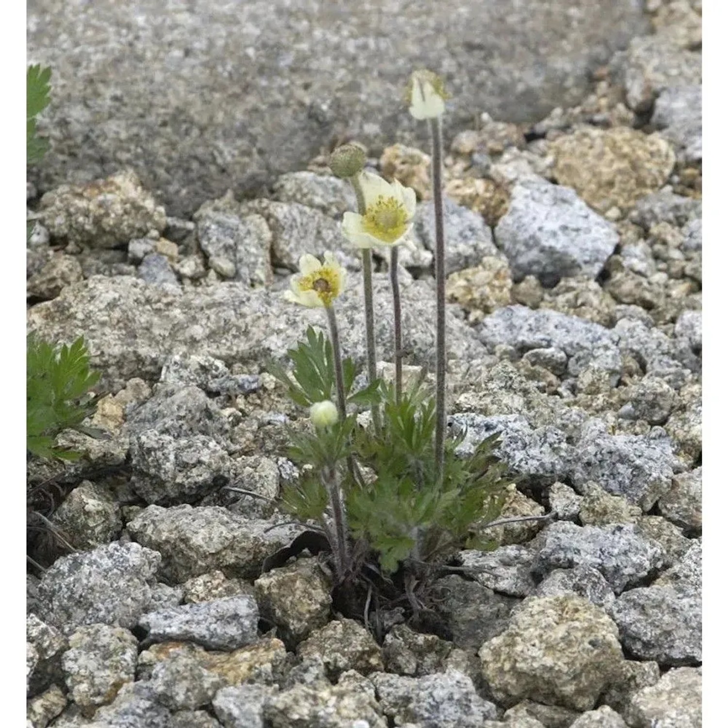 Windröschen - Anemone multifida