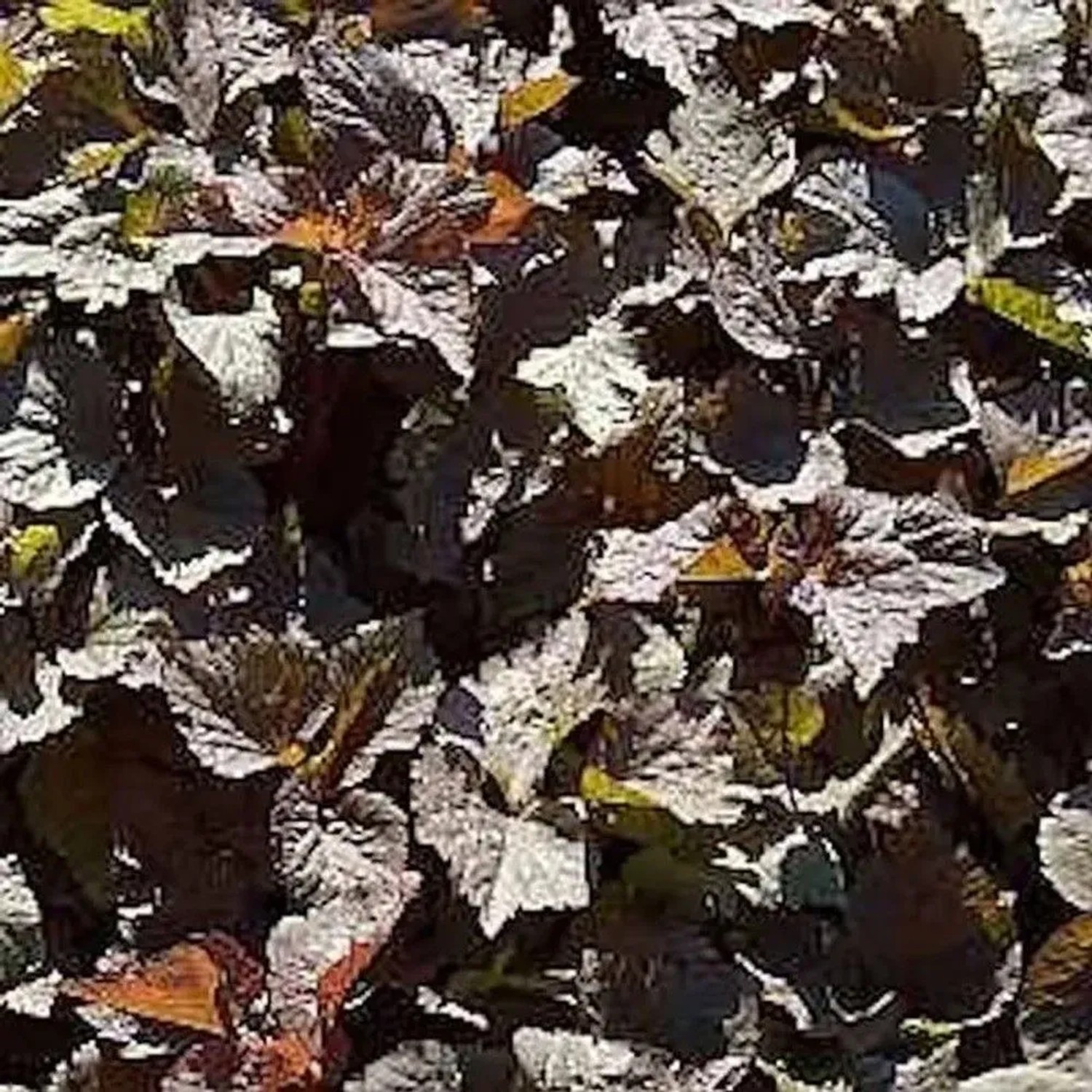 Rotlaubige Japanische Petersilie - Cryptotaenia japonica