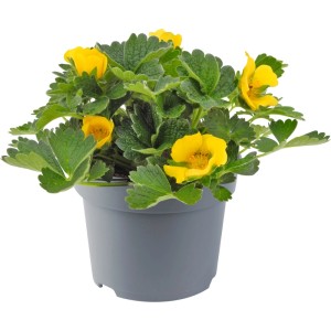 Gelber Fingerstrauch (Potentilla) im Topf. Kompakte, winterharte Blühpflanze für Garten & Beet.