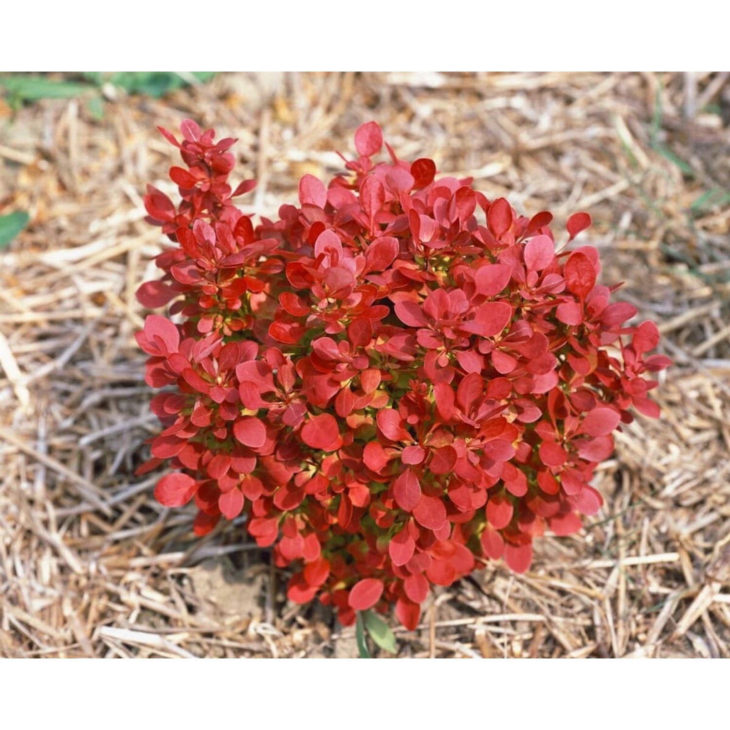 Berberis Thunbergii Lutin Rouge Rote Heckenberberitze 30–40 cm günstig online kaufen