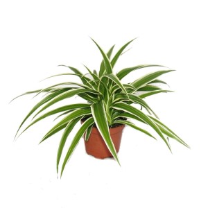 Grünlilie (Chlorophytum) im 9cm Topf, Exotenherz 3er Set, grüne Blätter mit weißen Streifen.