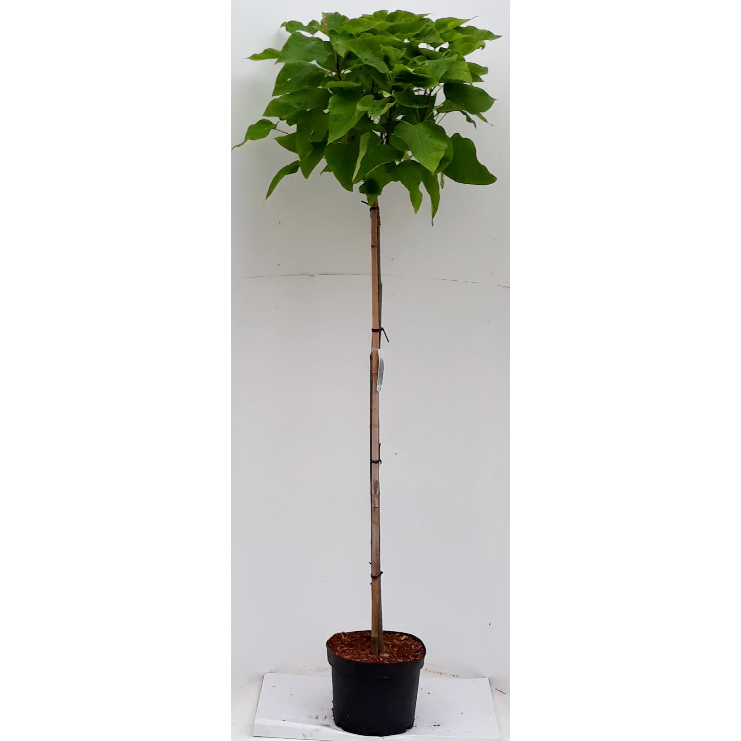 Pflanzen-Boering Kugel-Trompetenbaum auf Stamm Gesamthöhe 180-190 cm  Stammhöhe 120 cm Catalpa Nana