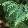 Detailaufnahme der gelben Nootka-Scheinzypresse (Chamaecyparis Nootkatensis Aurea) mit goldgelben Nadeln.