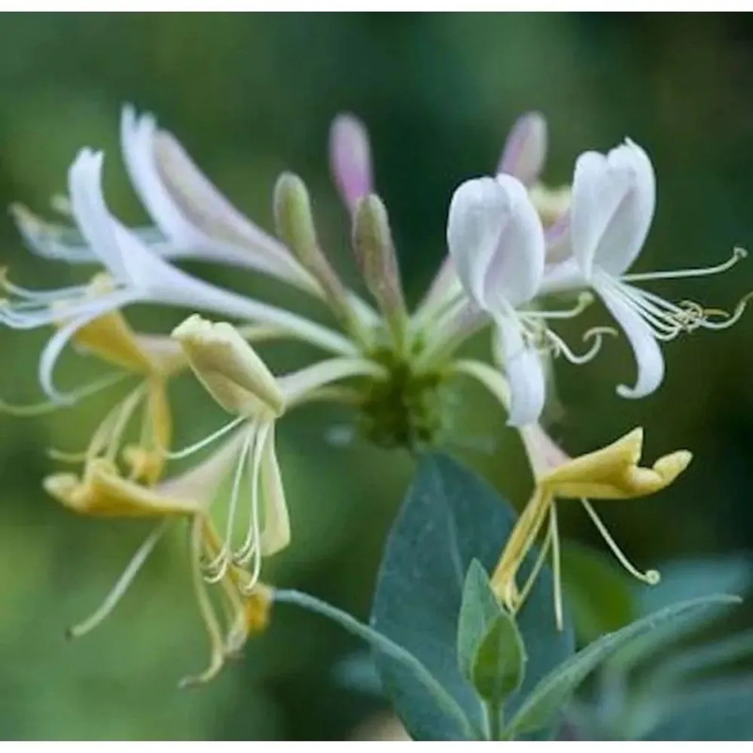 Waldgeisblatt 60-80cm - Lonicera periclymenum