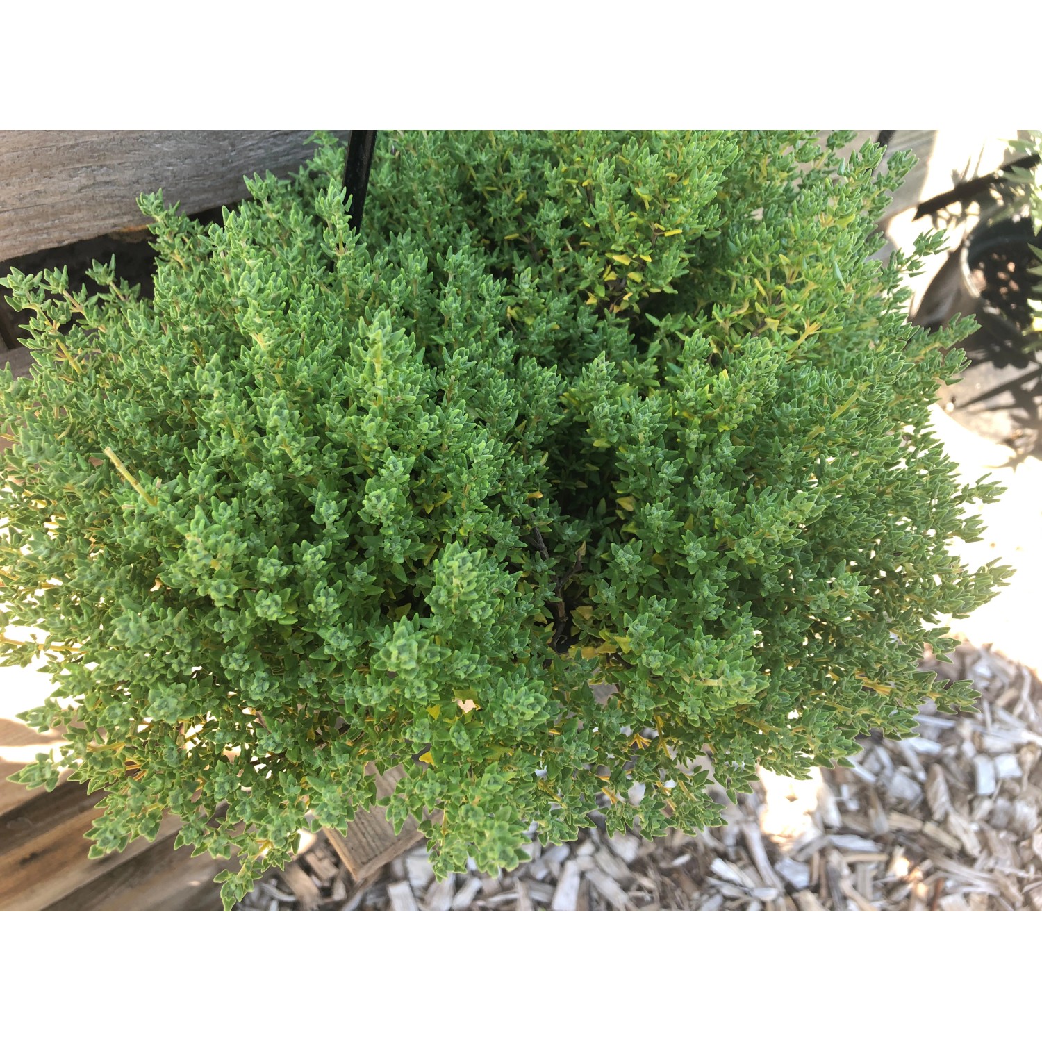 Blu Bio-Rosen-Thymian im Topf, grüne Blätter. Aromatische Kräuter für Küche und Garten.