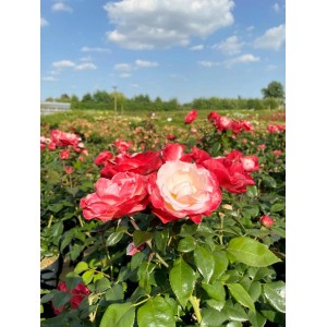 Baumfink Edelrose Nostalgie im Topf mit cremeweißen und kirschroten Blüten.