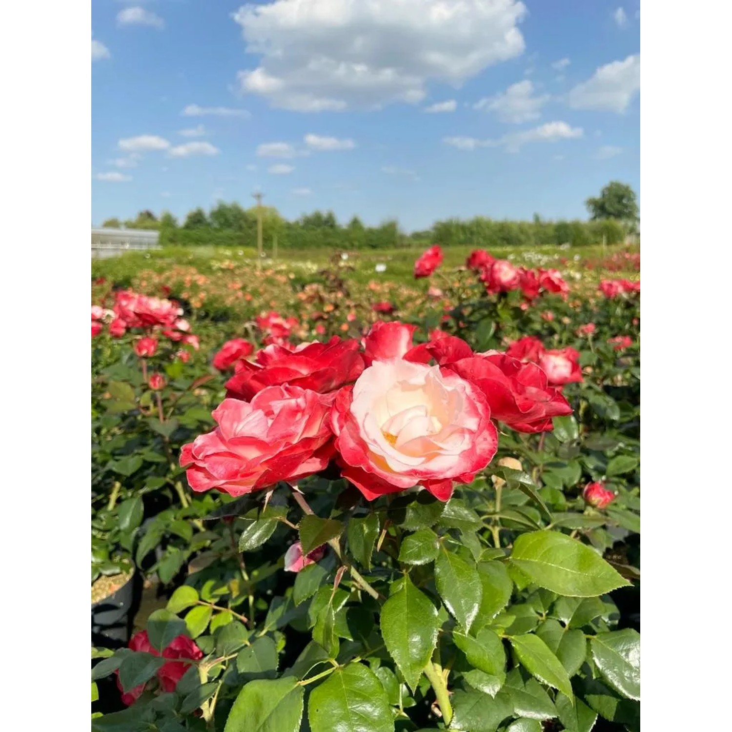 Baumfink Edelrose Nostalgie im Topf mit cremeweißen und kirschroten Blüten.