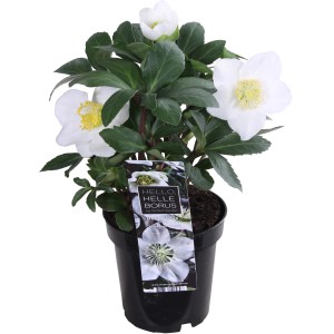 Christrose 'Christmas Carol' im Topf, weiße Blüten und grüne Blätter. Winterblüher.