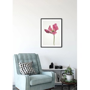 Wandbild: Gerahmte rosa Tulpe (30x40 cm) von Komar im Wohnraum.
