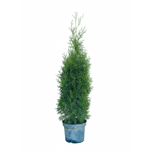 Baumfink Thuja Occidentalis King of Brabant als Topfpflanze 80-100cm