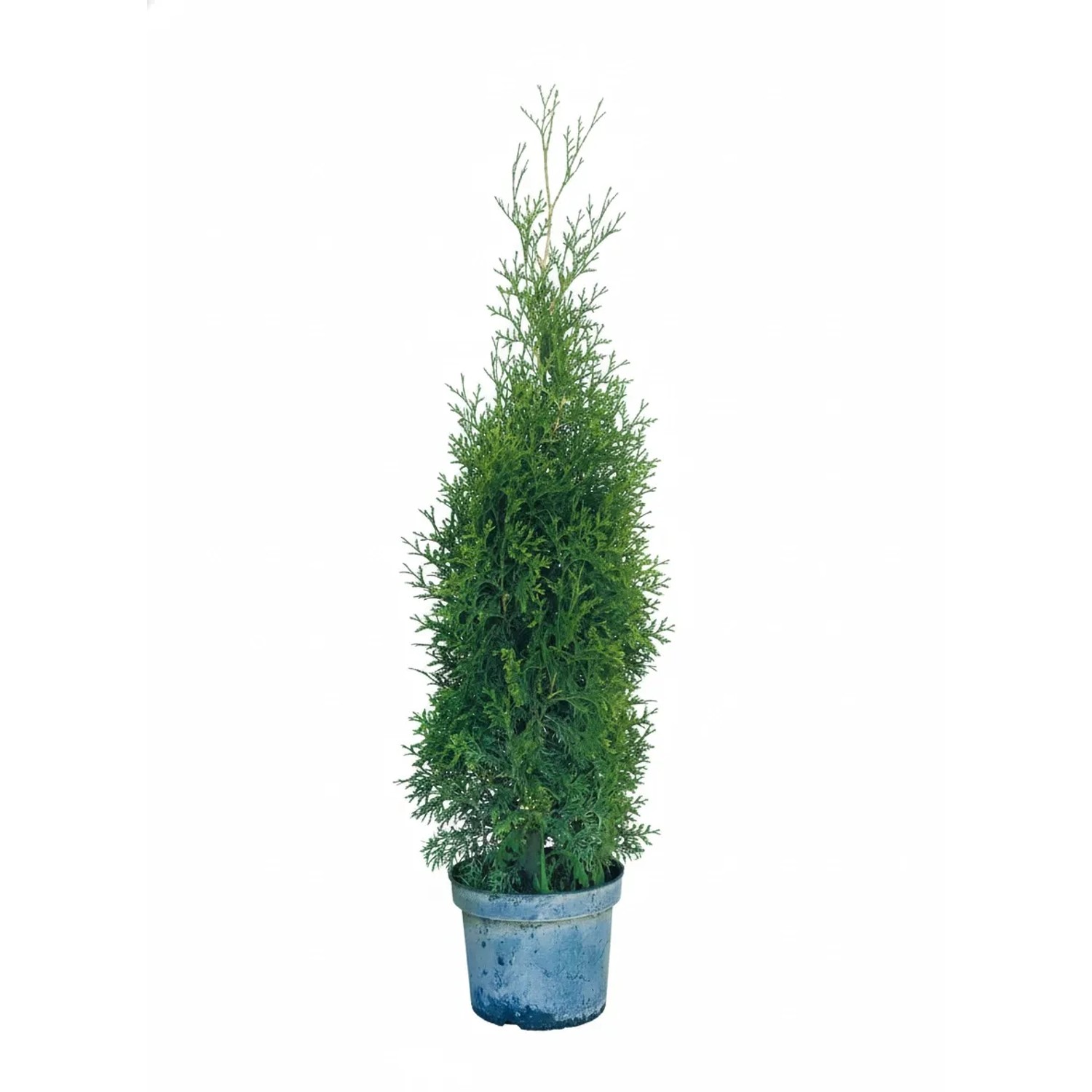 Baumfink Thuja Occidentalis King of Brabant als Topfpflanze 80-100cm