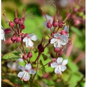 Nahaufnahme des Balkanstorchschnabels 'Spessart' mit weißen Blüten und roten Knospen.