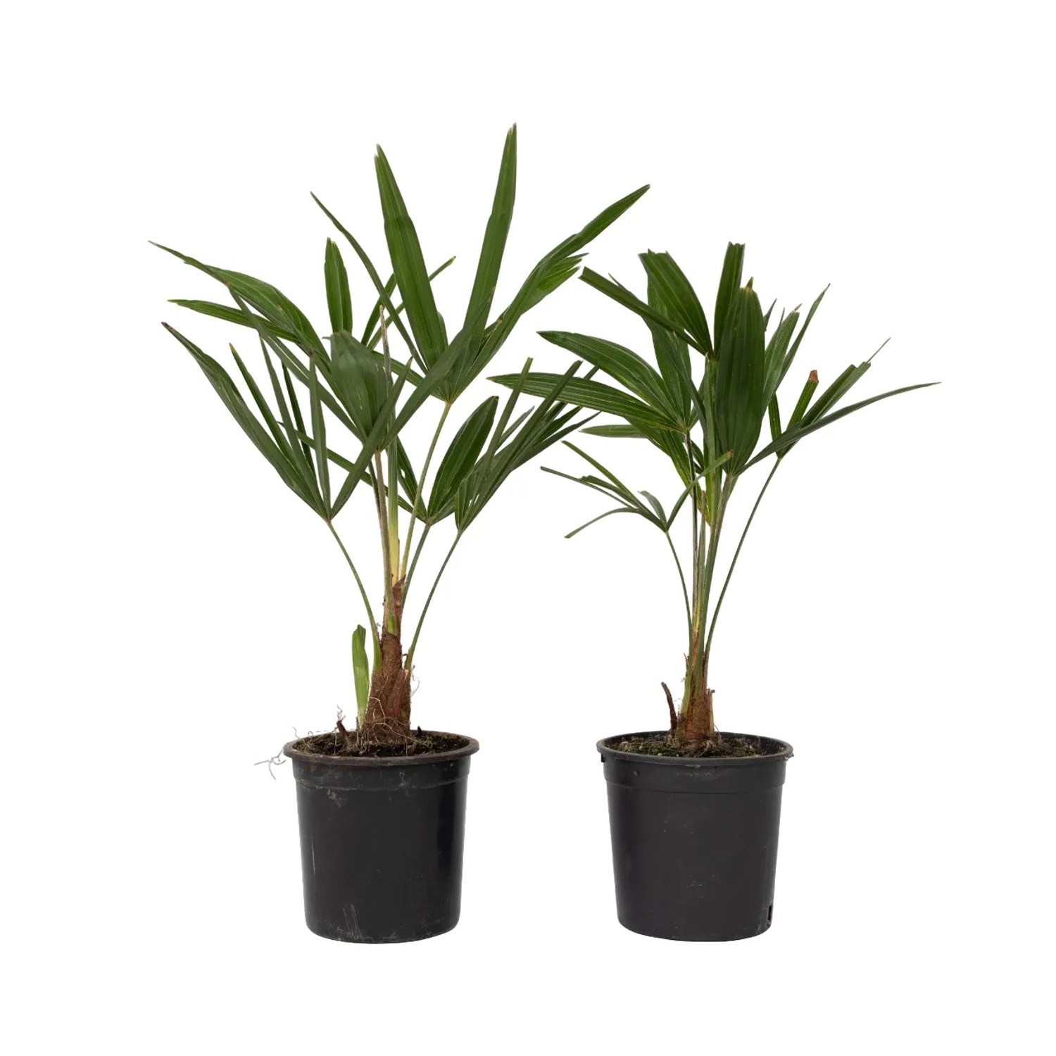 Plant In A Box Windmühlenpalmen X2  Trachycarpus Fortunei Höhe 35cm Ø15 Grün