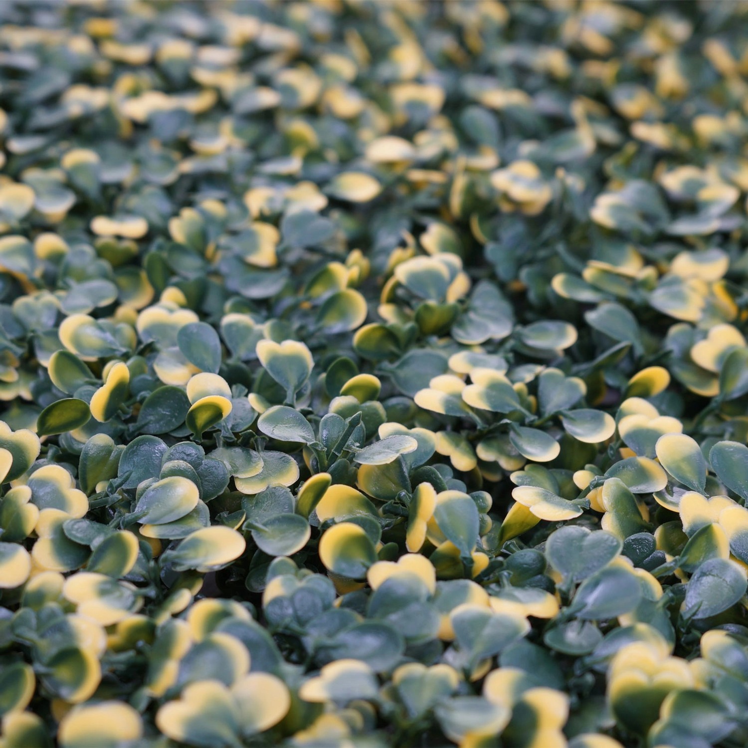 MCW Wandfliese L78 Buchs Grün-Gelb, Detailaufnahme der Blätter für den Sichtschutz.