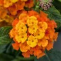 Orangefarbenes Wandelröschen (Lantana camara) mit gelben Akzenten, Nahaufnahme der Blüte.