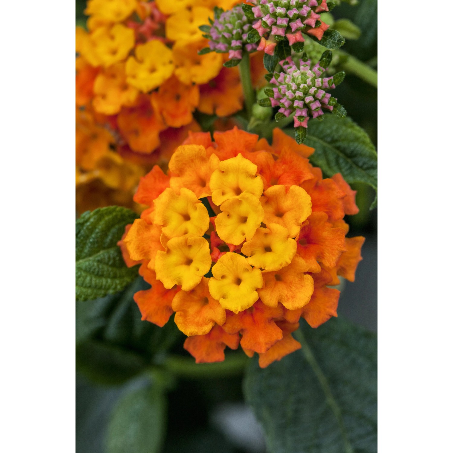 Orangefarbenes Wandelröschen (Lantana camara) mit gelben Akzenten, Nahaufnahme der Blüte.