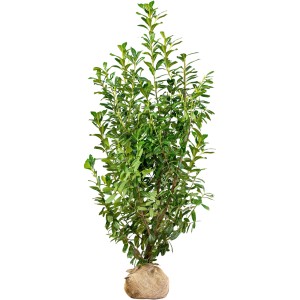 Kirschlorbeer Novita, ca. 200-225 cm hoch, im Ballen. Ideal als Heckenpflanze.