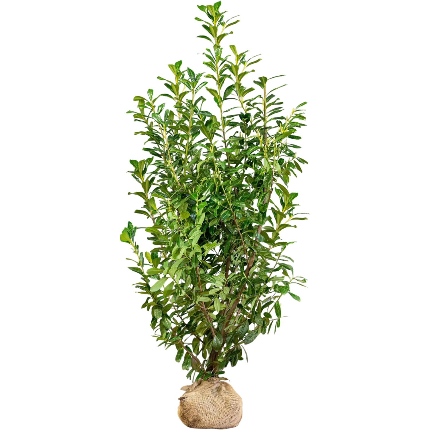 Kirschlorbeer Novita Set à 8 Stück Höhe ca. 200 - 225 cm Prunus,aurocerasus