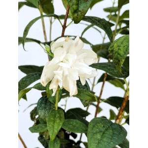 Baumfink Gefüllter Pfeifenstrauch Little White Love als Topfpflanze 40-60cm