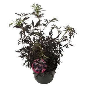 Schwarzer Holunder Black Lace im Topf, dunkelrotes Laub, Höhe 40-60 cm.