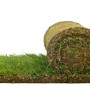 PremiumRollrasen je m² Bestellmenge 4049 m² kaufen bei OBI