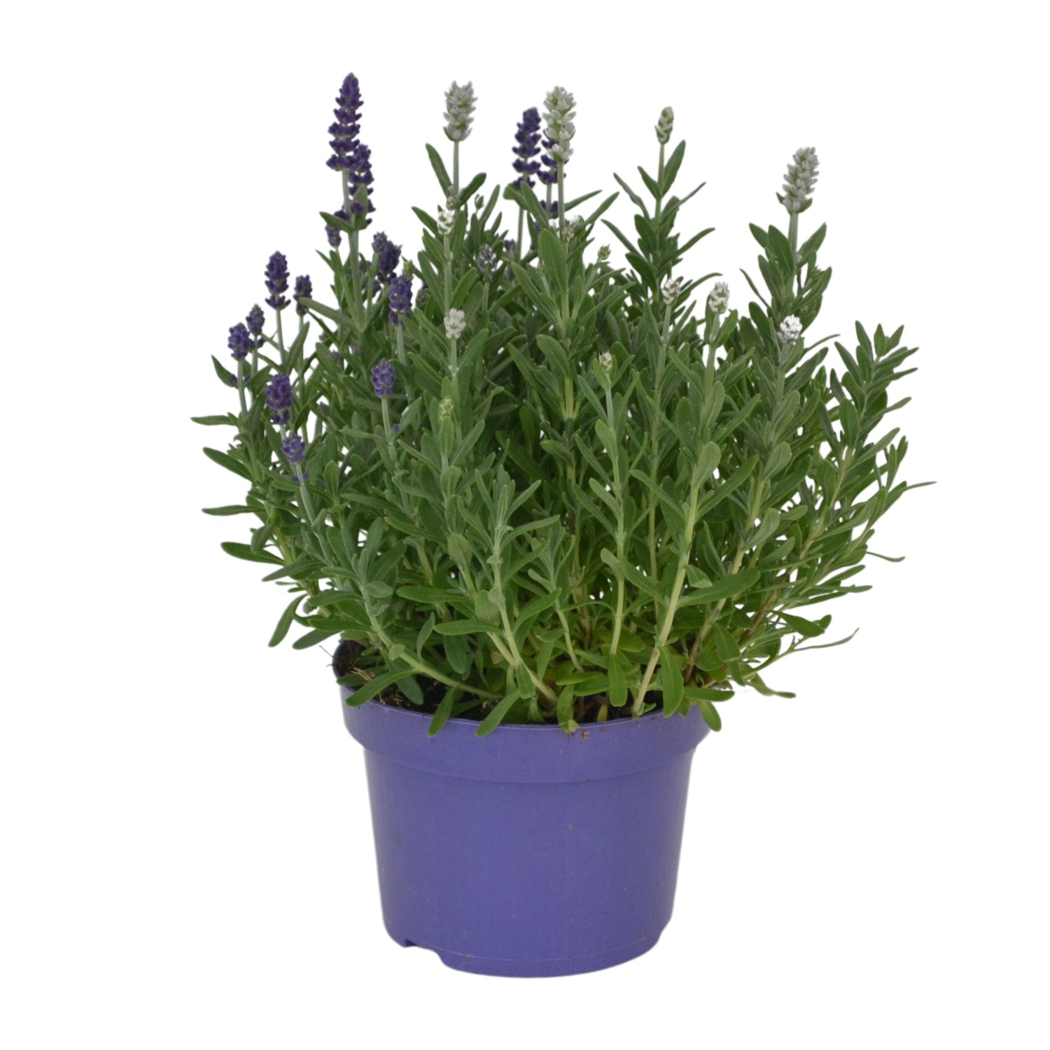 Lavendel "Essence" Duo ViolettWeiß TopfØ ca. 13 cm Lavandula