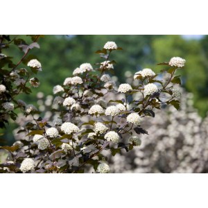 Dunkelrote Blasenspiere 'Diabolo' (Physocarpus opulifolius) mit weißen Blüten im Gegenlicht.