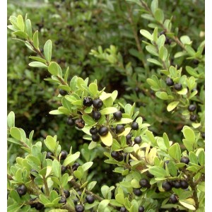 Japanische Stechpalme Ilex crenata, 50-60cm, mit grünen Blättern und schwarzen Beeren.