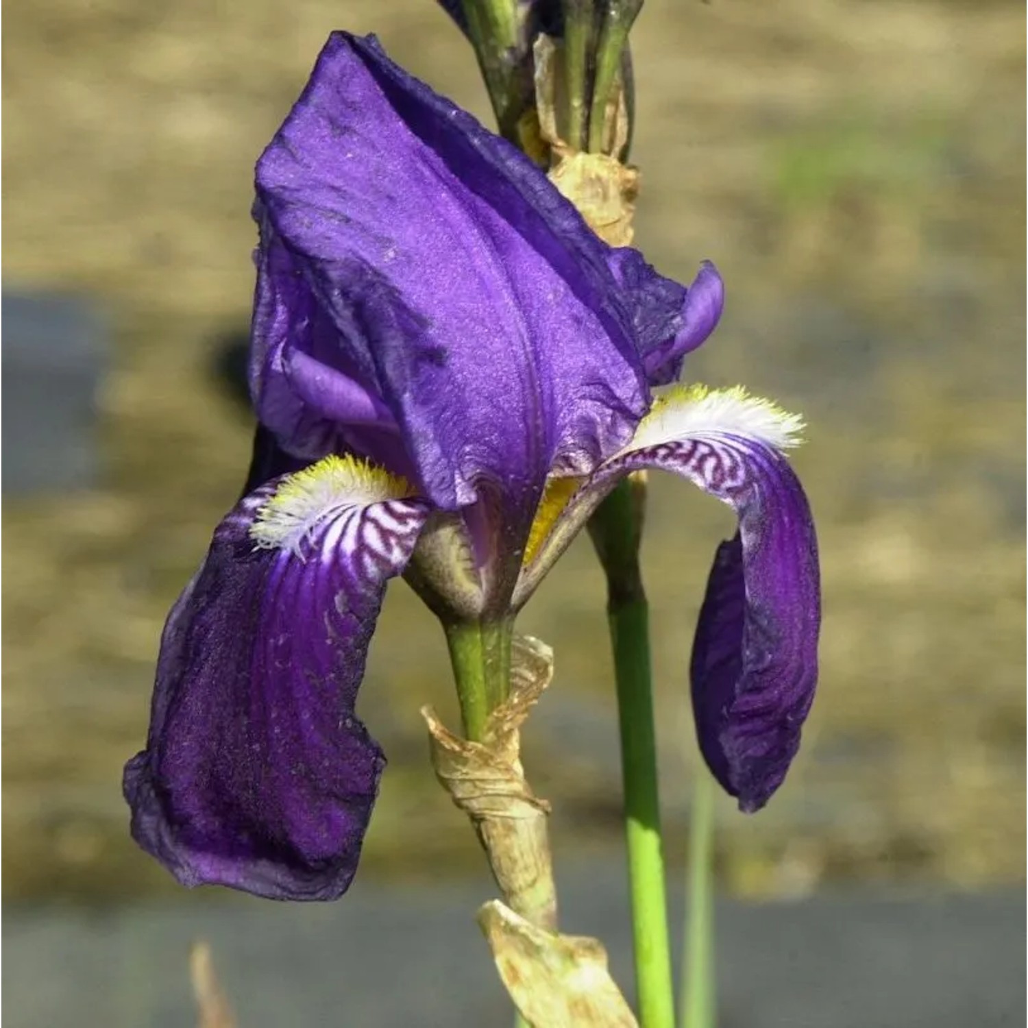 Schwertlilie Lovely Again - Iris barbata