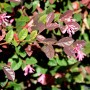 Detailaufnahme der Riemenblüte Pipas Red (Loropetalum chinense) mit roten Blättern und zarten, pinken Blüten.