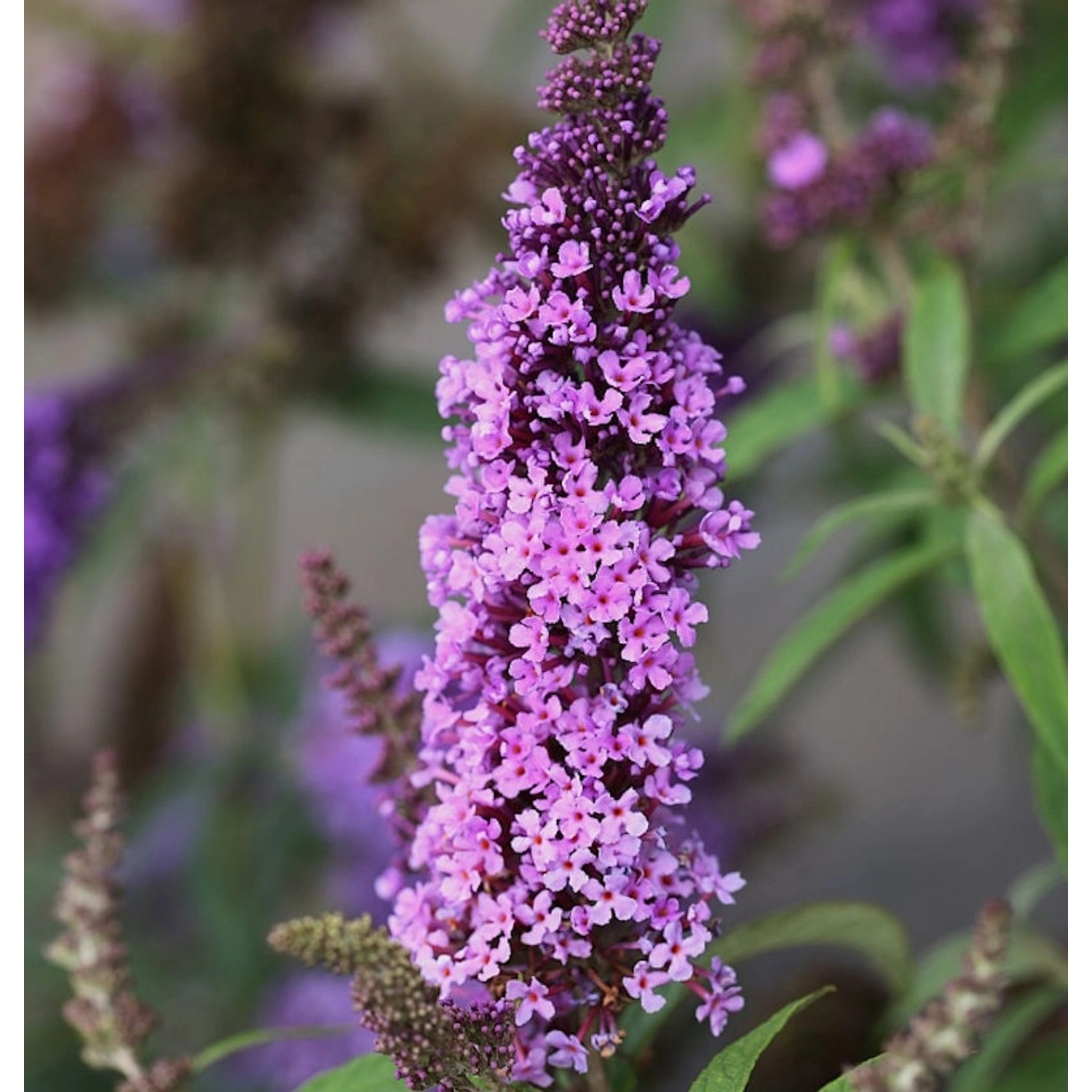 Schmetterlingsstrauch Peacock 40-60cm - Buddleja günstig online kaufen