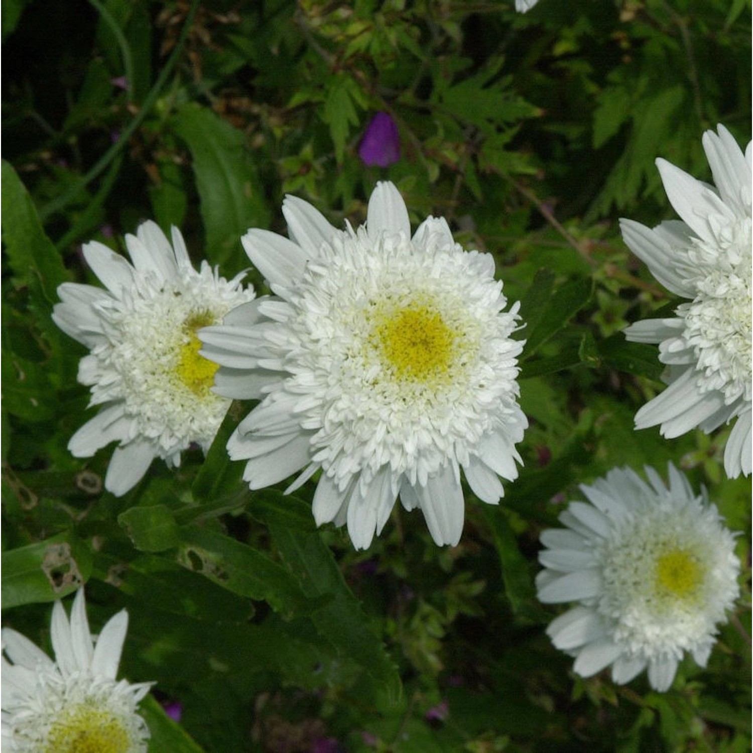 Gartenmargerite Wirral Supreme - Leucanthemum günstig online kaufen