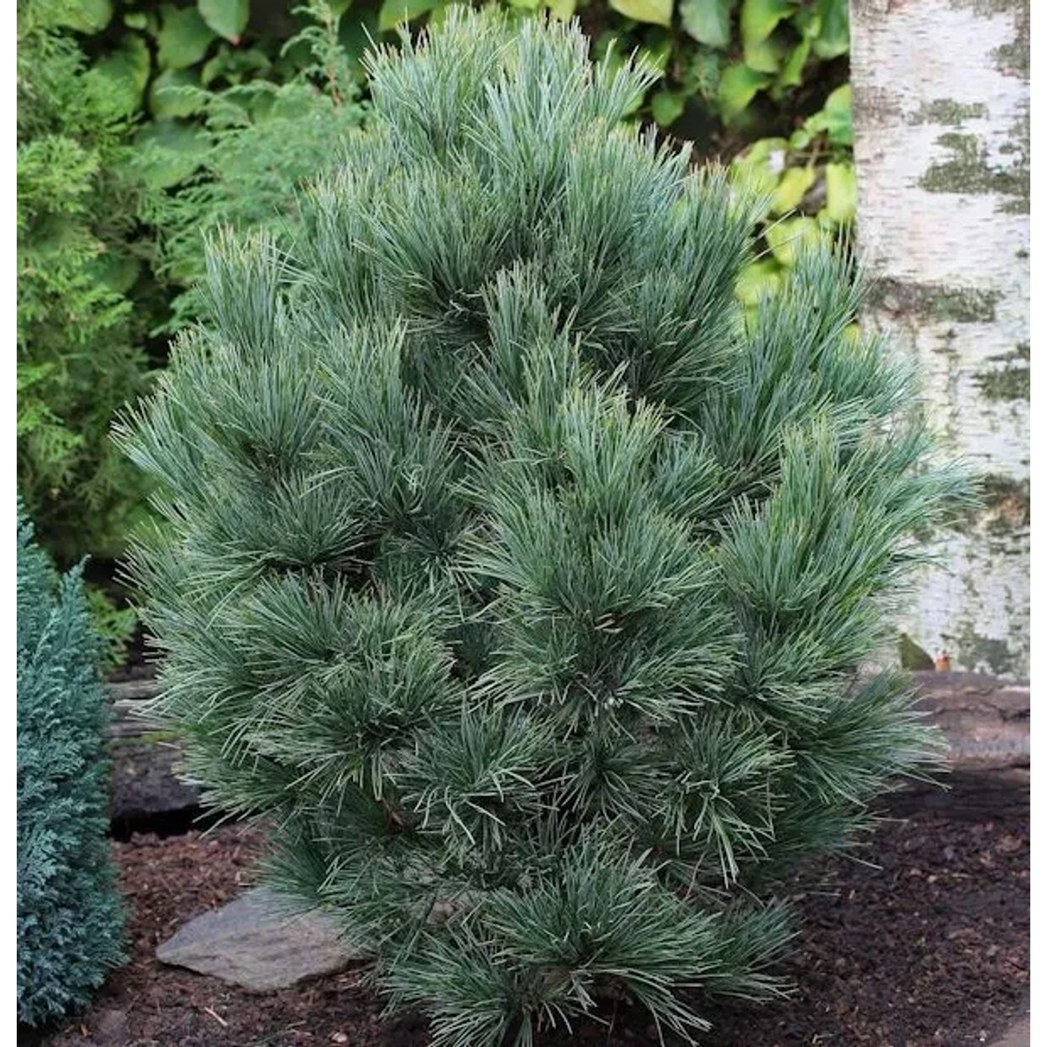 Zirbelkiefer 50-60cm - Pinus cembra