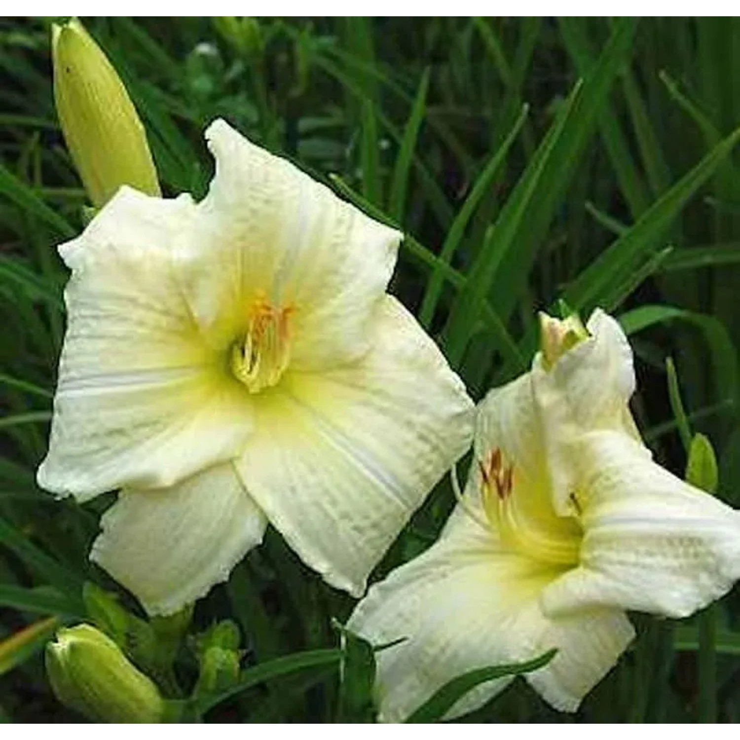 Taglilie Joan Senior - Hemerocallis