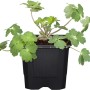 Akelei Biedermeier im Topf, grüne Blätter. GROW by OBI Aquilegia.