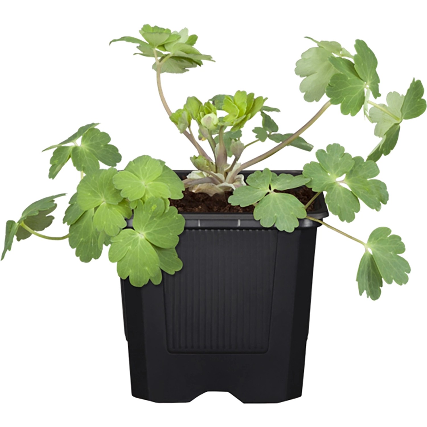 Akelei Biedermeier Topf-Ø ca. 9 cm x 9 cm Aquilegia günstig online kaufen