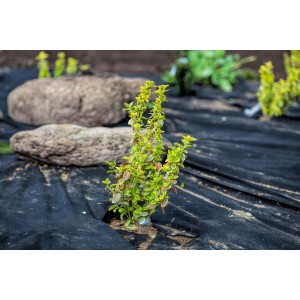 Aquagart Unkrautvlies 150g, 2m breit, im Einsatz mit Pflanze und Steinen im Garten.