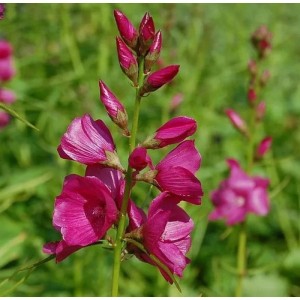 Nahaufnahme der rosafarbenen Blüten und Knospen einer Prärie-Malve (Sidalcea oregana) im Garten.