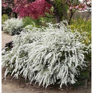 Weiße Rispenspiere (Spiraea cinerea) im Garten, üppig blühender Strauch.