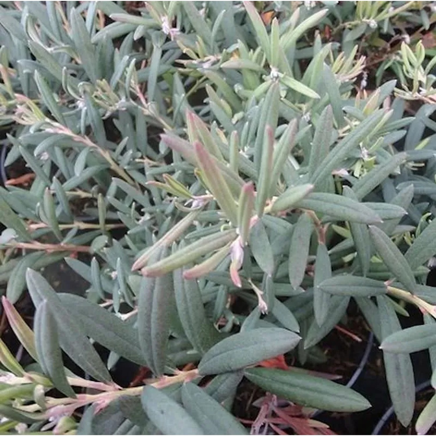 Behaarte Rosmarinheide 20-30cm - Andromeda glaucophylla