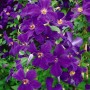 Üppige, violette Clematis Viticella Polish Spirit Waldrebe mit grünen Blättern.