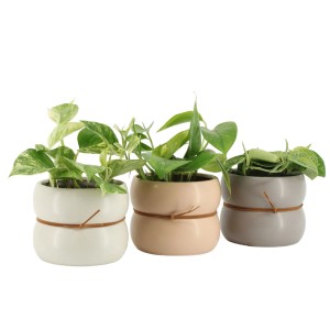 Efeutute im Keramiktopf, verschiedene Sorten der Rankpflanze mit grünen Blättern.