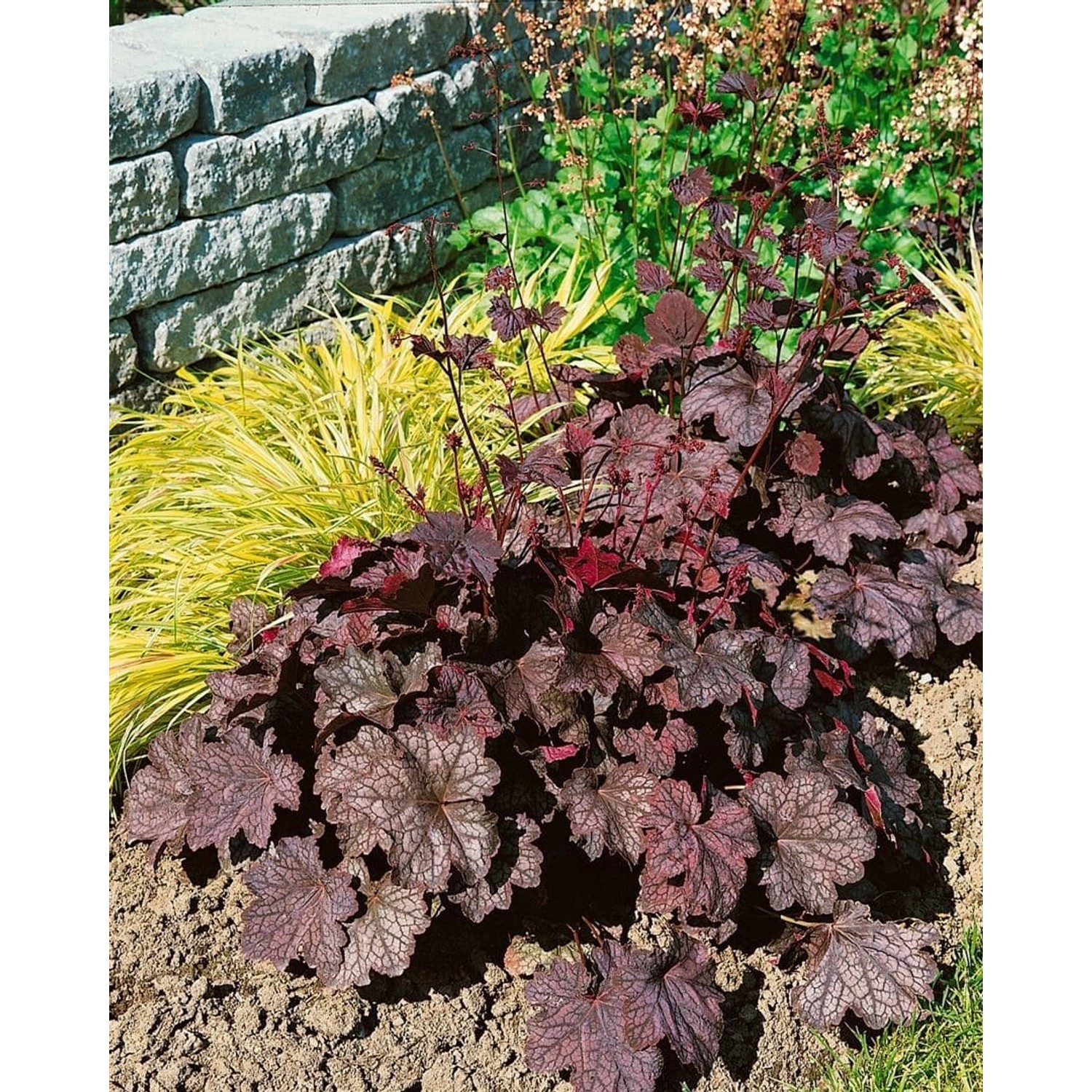 Heuchera Americana Velvet Night Purpurglöckchen Ca. 11x11 cm Topf günstig online kaufen