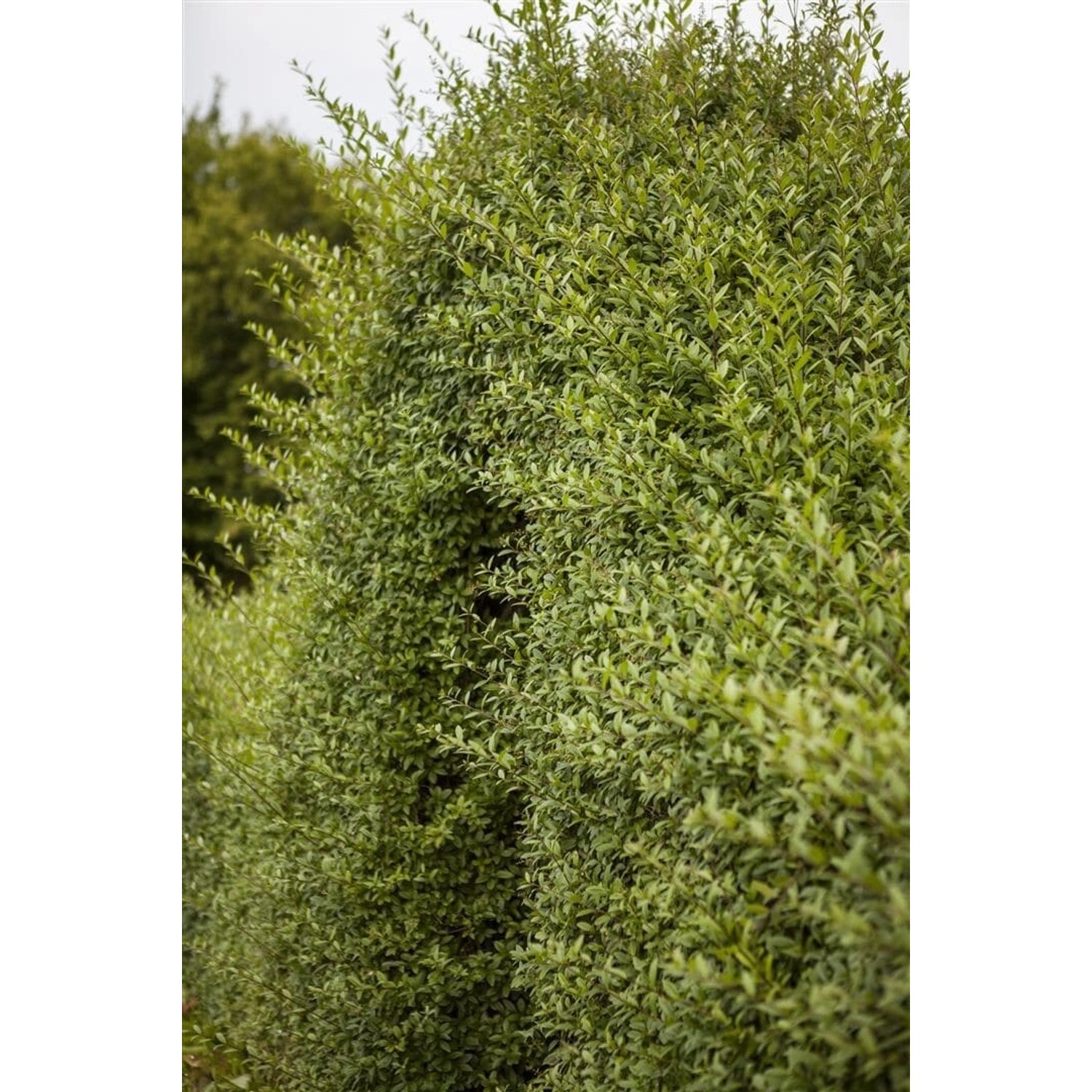 Dichte, grüne Ligusterhecke (Ligustrum vulgare), 125-150 cm hoch.