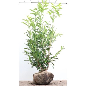 Prunus laurocerasus 'Caucasica', 175-200 cm, als Heckenpflanze mit grünen Blättern und Wurzelballen.