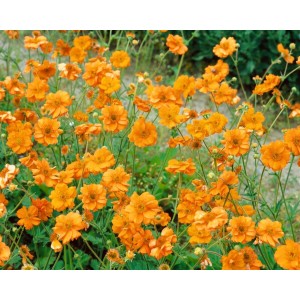 Orange Nelkenwurz Geum Chiloense Prinses Juliana im 9x9 cm Topf.