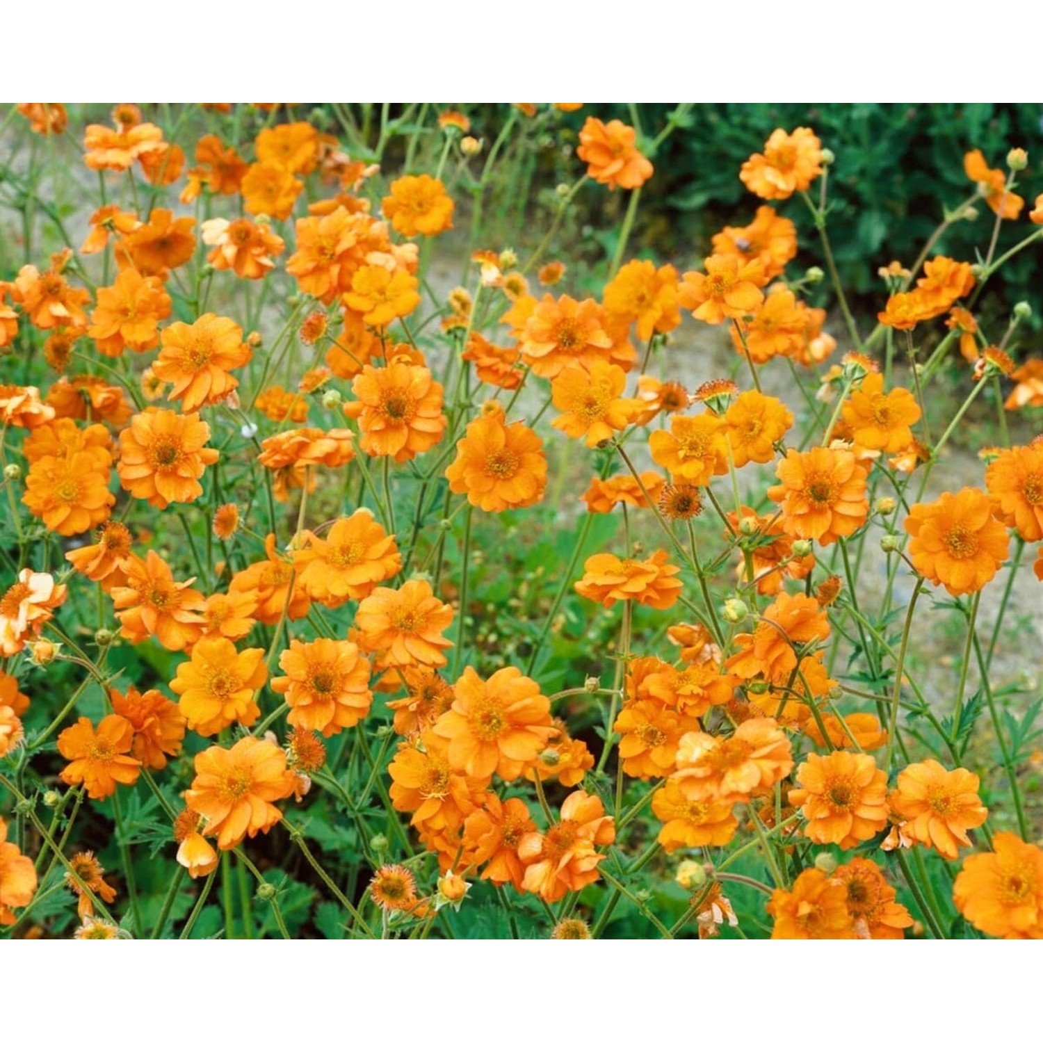 Geum Chiloense Prinses Juliana Nelkenwurz Ca. 9x9 cm Topf günstig online kaufen