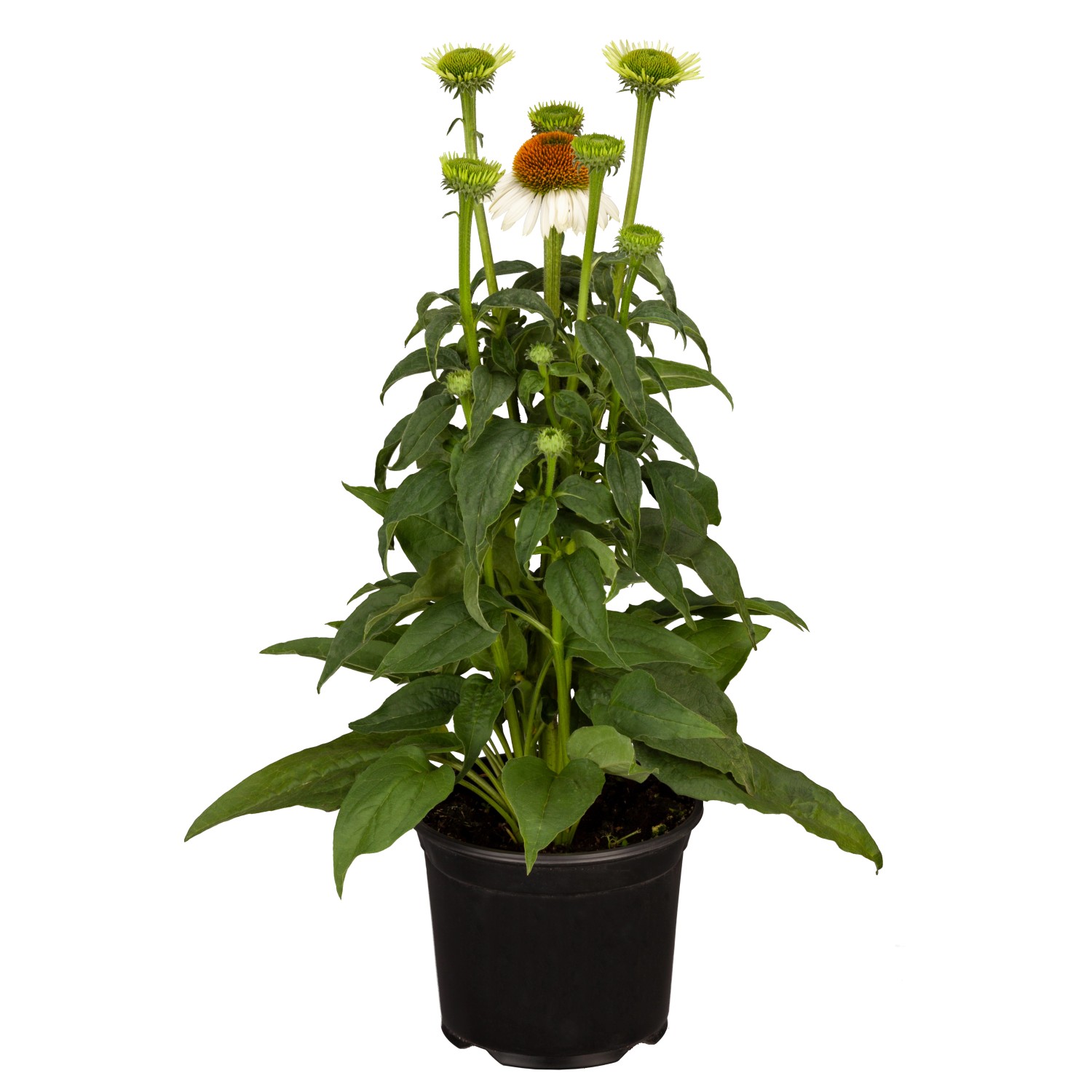Purpursonnenhut Weiß Topf-Ø ca. 13 cm Echinacea purpurea günstig online kaufen