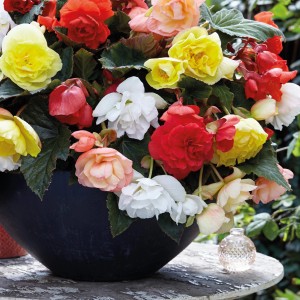 Farbenfrohe GROW by OBI Begonie Cascade Odorosa Mischung im Topf, ca. 25 cm hoch.