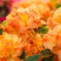 Leuchtend orange Rhododendron 'Gibraltar' Azalee, 40-50 cm hoch, blühende Zimmerpflanze.